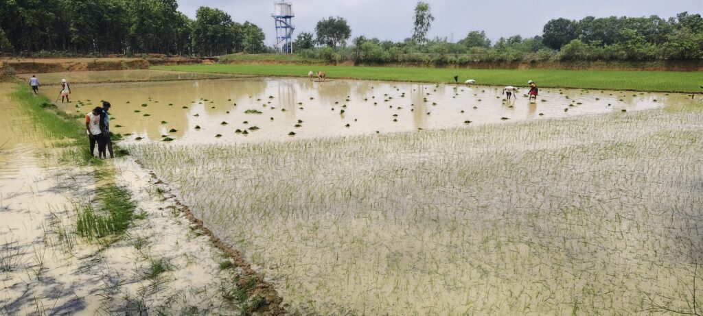 आधी लगी हुई खेत 