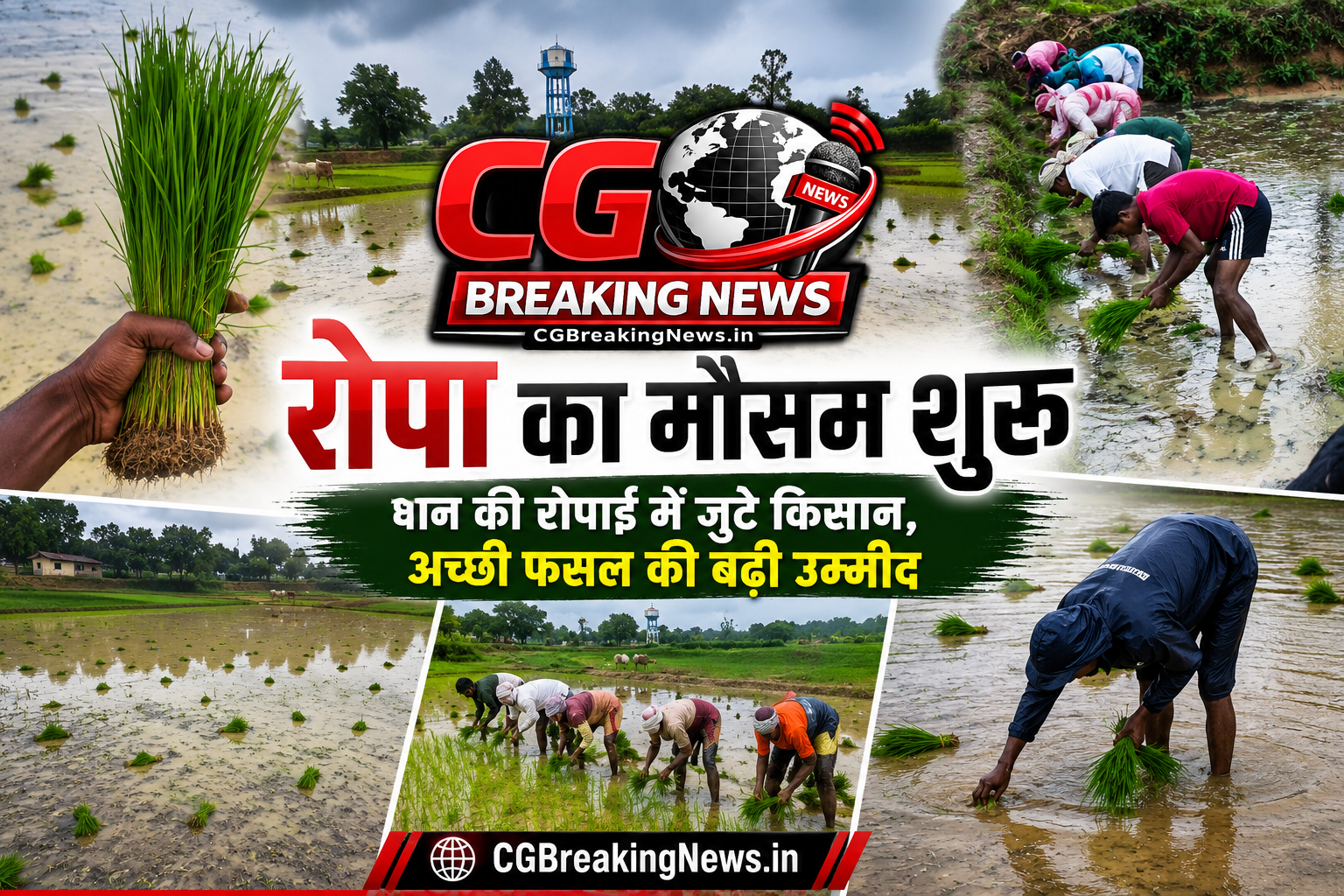 "रोपा का मौसम शुरू – धान की रोपाई में जुटे किसान, खेतों में रोपाई का दृश्य, हरे-भरे धान के खेत और CG Breaking News फीचर्ड इमेज।"